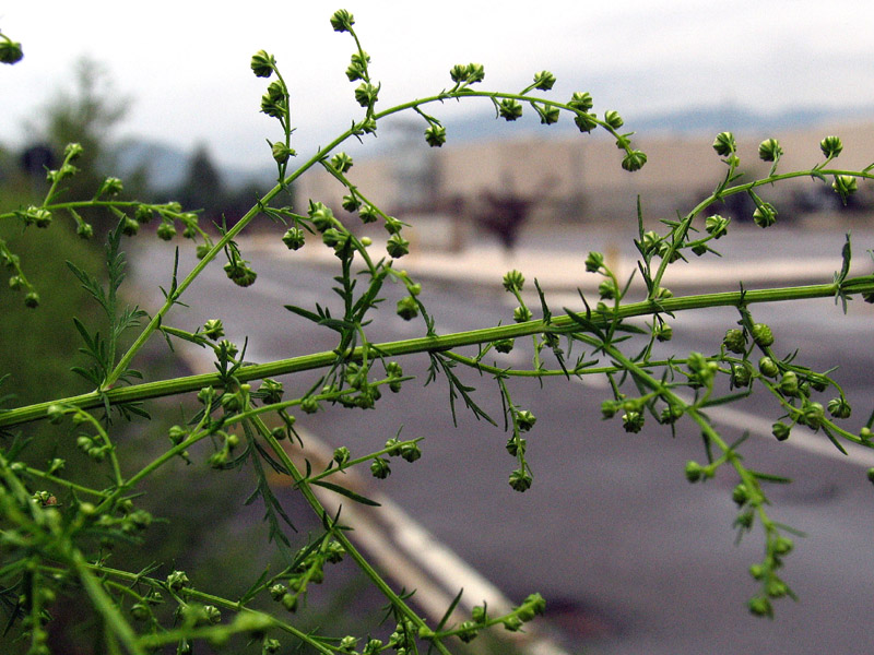 Artemisia annua / Assenzio annuale